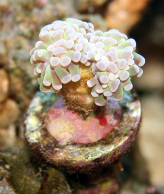 10 Reefplugs für Lichtrasterplatten Ablegersteine Reef Plugs 10 Reefplugs für Lichtrasterplatten Ablegersteine Reef Plugs